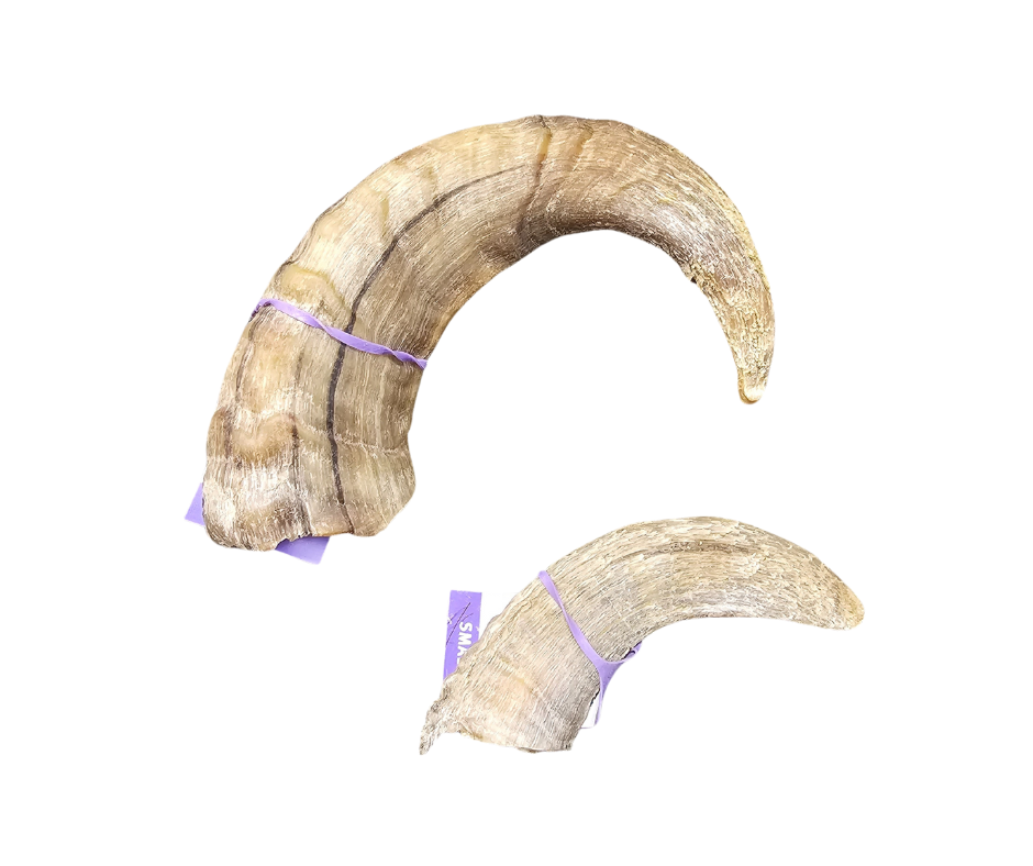 Icelandic Lamb Horn