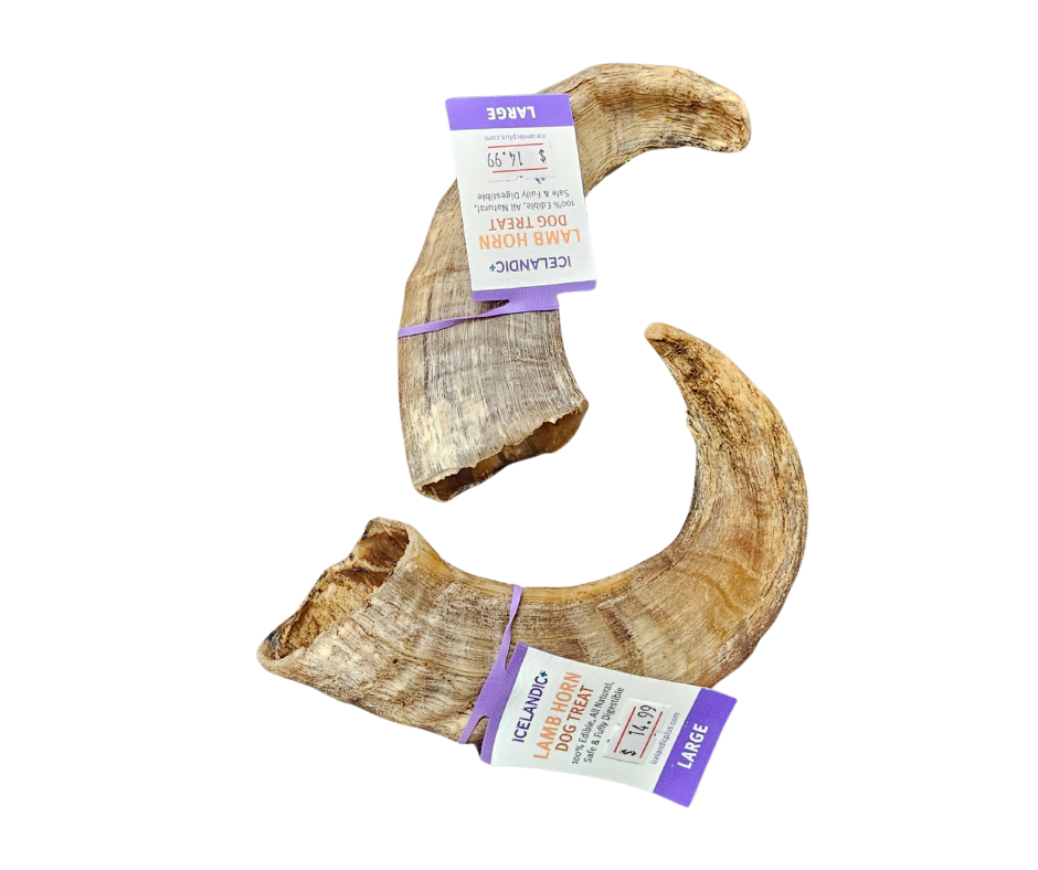 Icelandic Lamb Horn